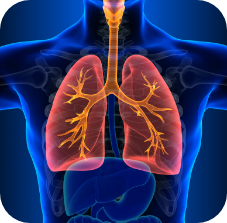 Respiratory System